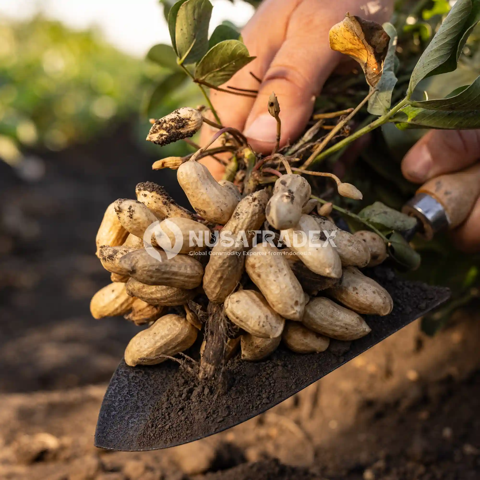 Java Peanuts
